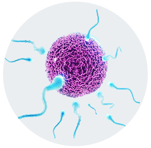 IVF Treatment in Gottigere